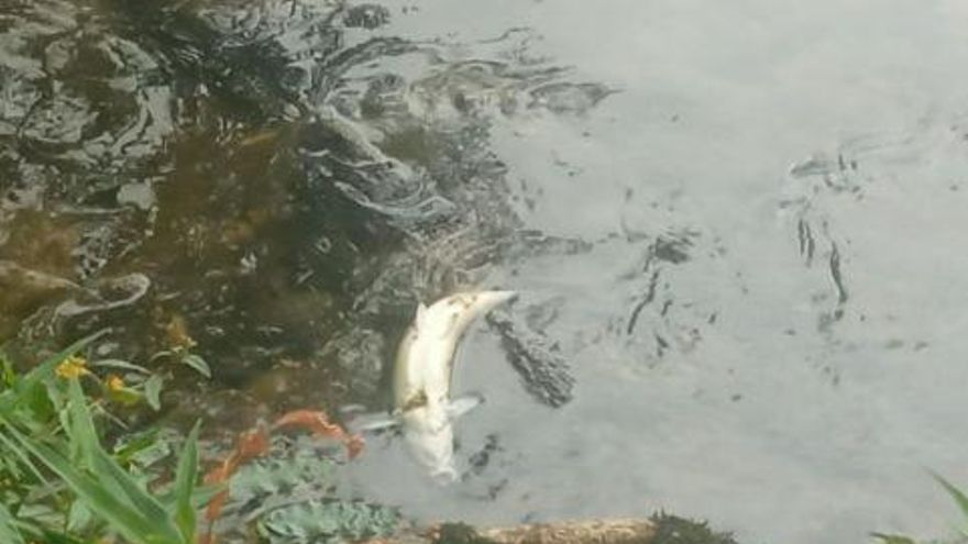 Un vertido en el río Zadorra genera una mortandad "masiva" de peces
