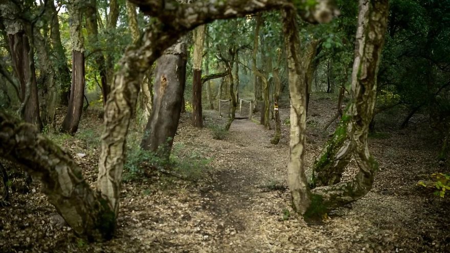 El Zofreral de Cobrana, elegido 'Bosque del Año en España', dejando el galardón en El Bierzo por segundo año