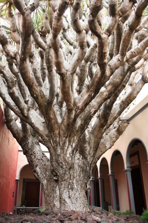 Drago del ayuntamiento viejo de Gáldar