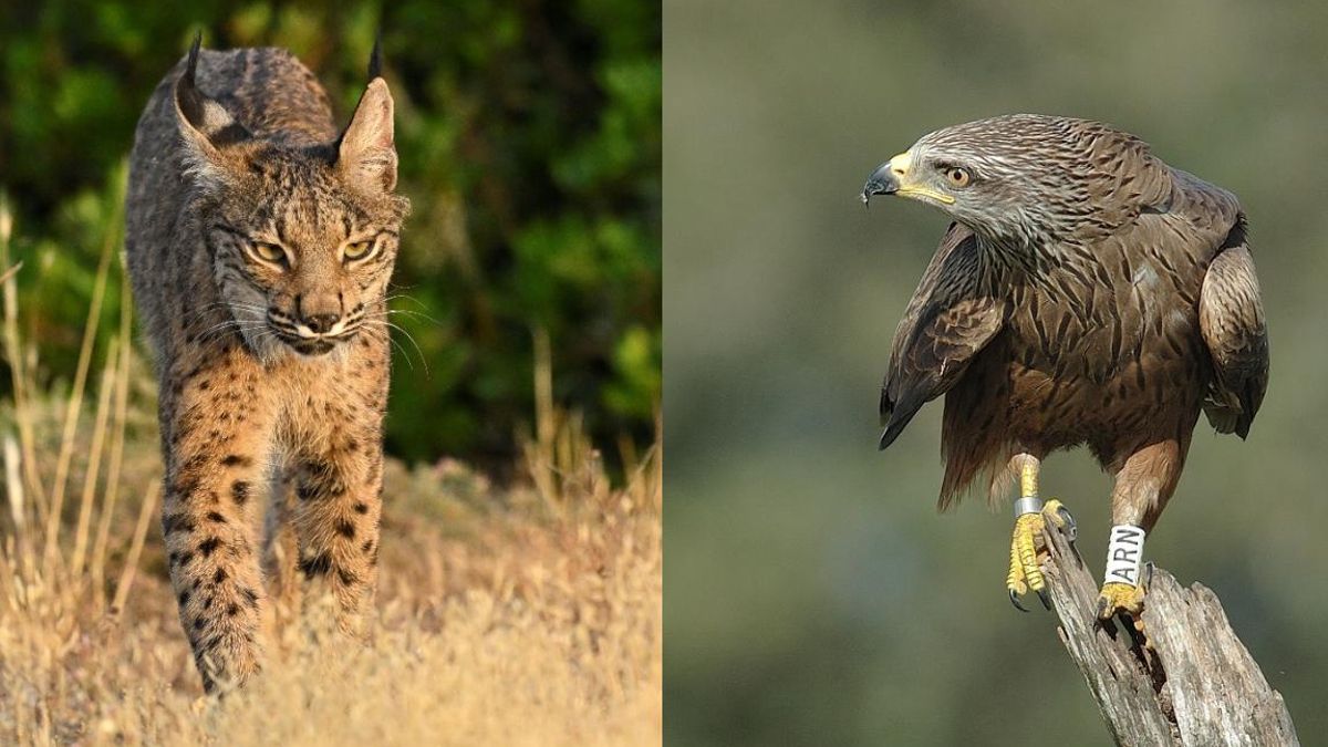 Guerra a muerte en Doñana: la falta de presas lleva al lince a comerse las crías del milano, que se exilia del parque
