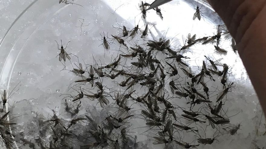 Un estudio desvela la composición de la microbiota del mosquito del virus del Nilo