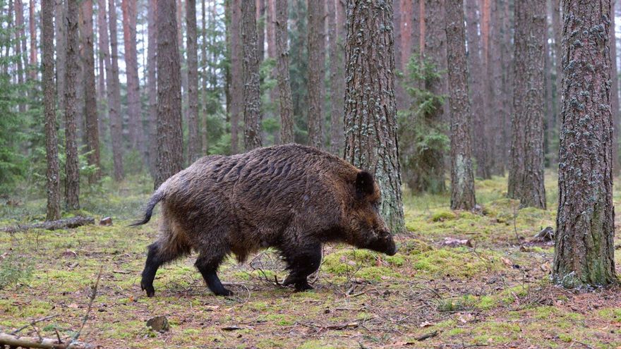 La Xunta autoriza la caza "sin límite" de jabalís en 248 ayuntamientos de Galicia hasta finales de febrero