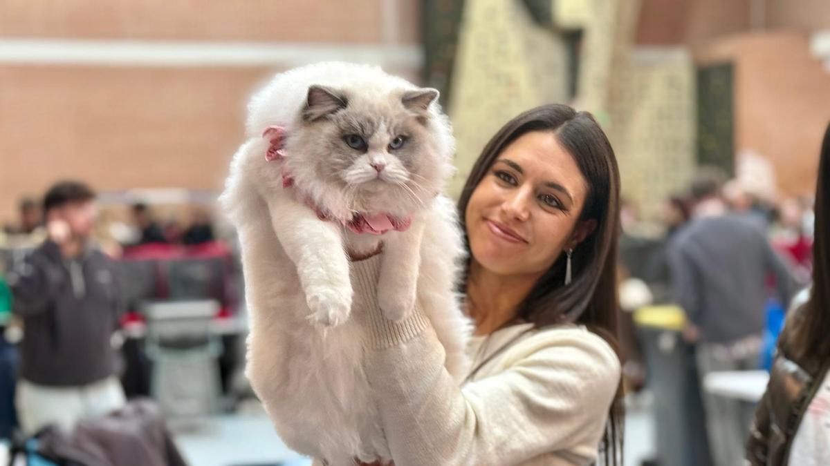 Exposición Felina Internacional en San Andrés del Rabanedo.