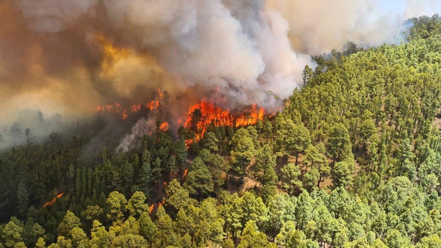 El último incendio forestal en el norte de Tenerife afectó a unas 40 hectáreas agrícolas