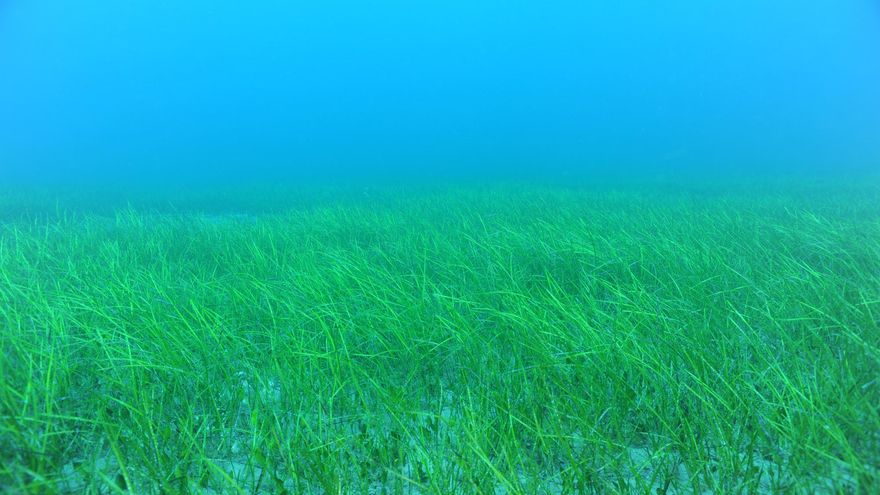Pradera submarina en los fondos de Guguy. Este ecosistema es el eje de la Zona Especial de Conservación Sebadales de 'Güigüí'