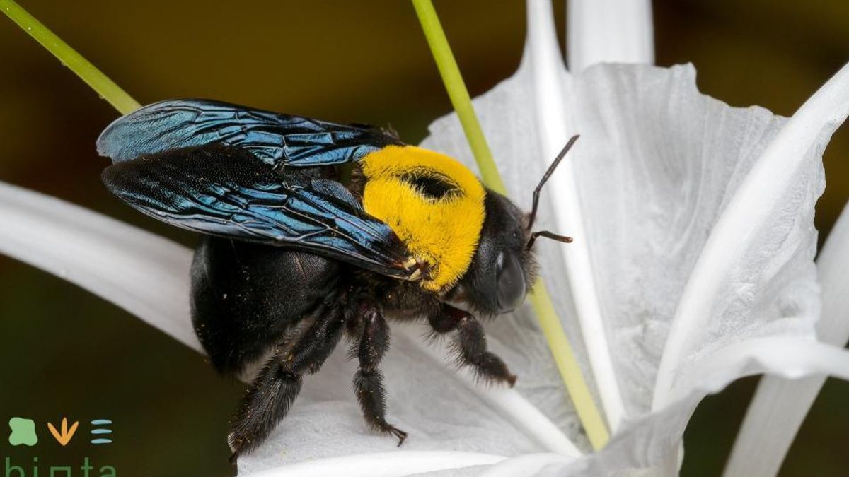 Canarias: 146 especies de abejas, 102 de ellas endémicas