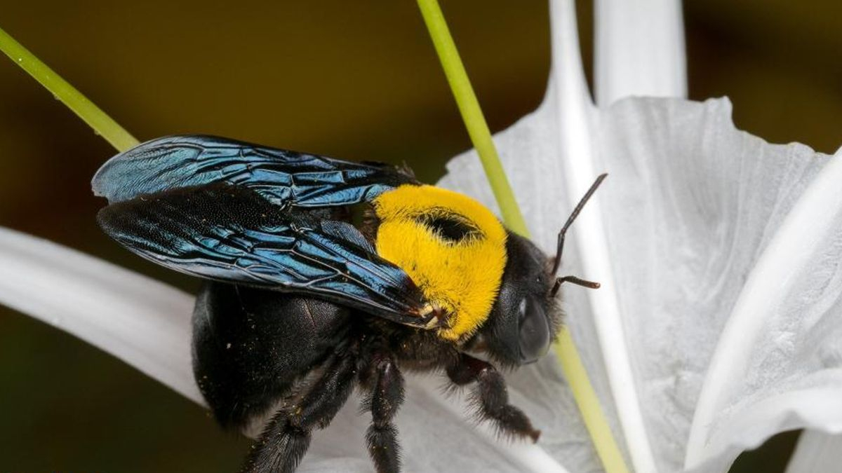 Abeja carpintera ('Xylocopa pubescens Spinola', 1838).