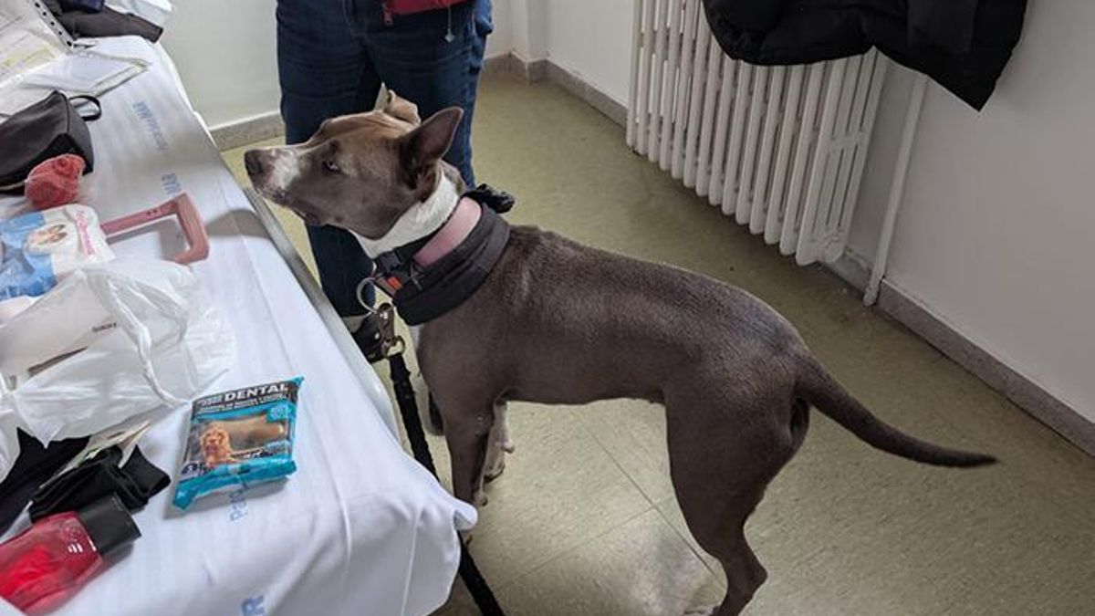 Esta iniciativa defiende el concepto de familias multiespecie, reconociendo que los lazos afectivos profundos no se limitan únicamente a los seres humanos