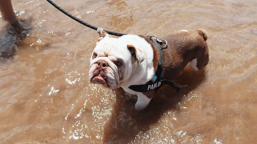 Tres playas ‘pet friendly’ en Alicante en las que darte un remojón con tu perro