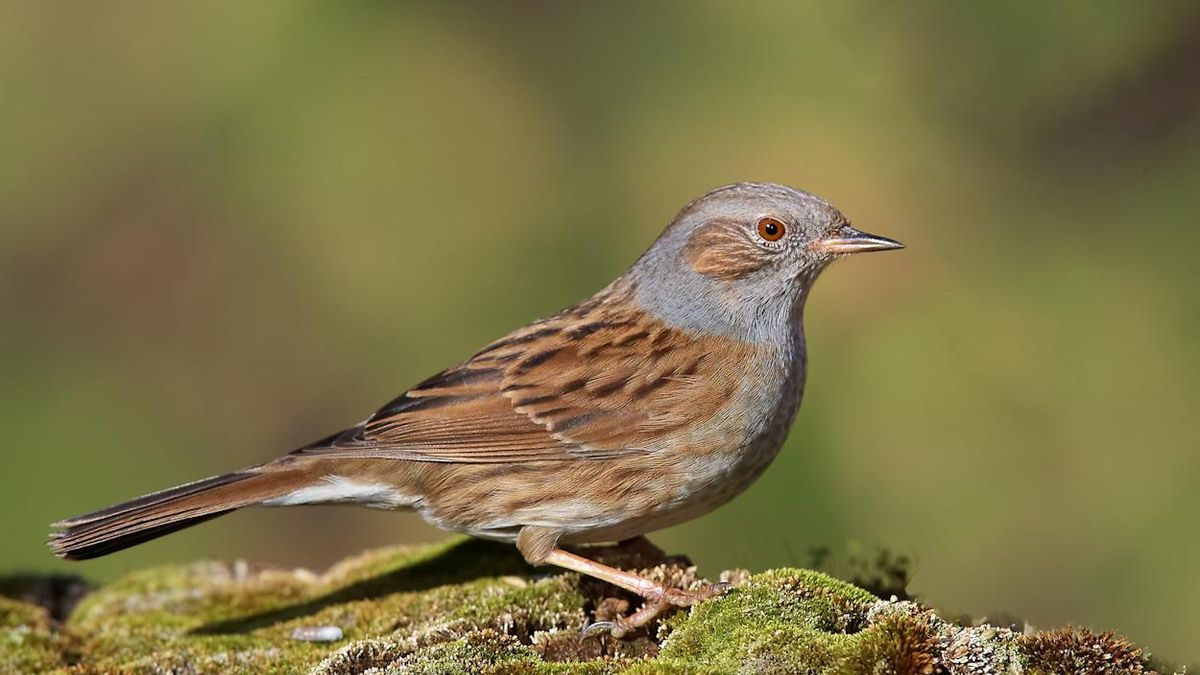 La reproducción también condiciona la forma de vivir de esta especie