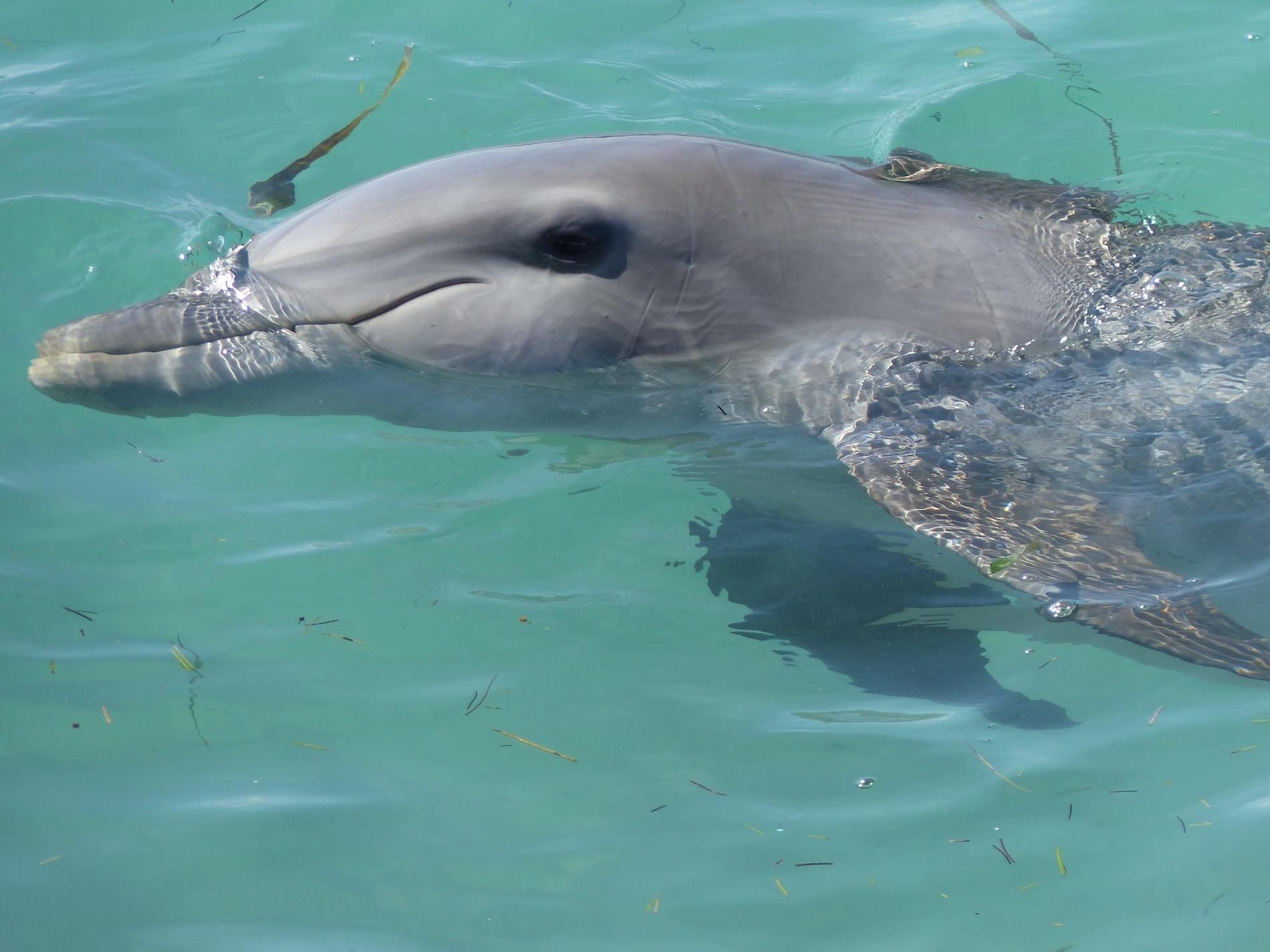 Uno de los delfines propiedad de la empresa Dolphin Discovery. Foto: cortesía Empty the Tanks México
