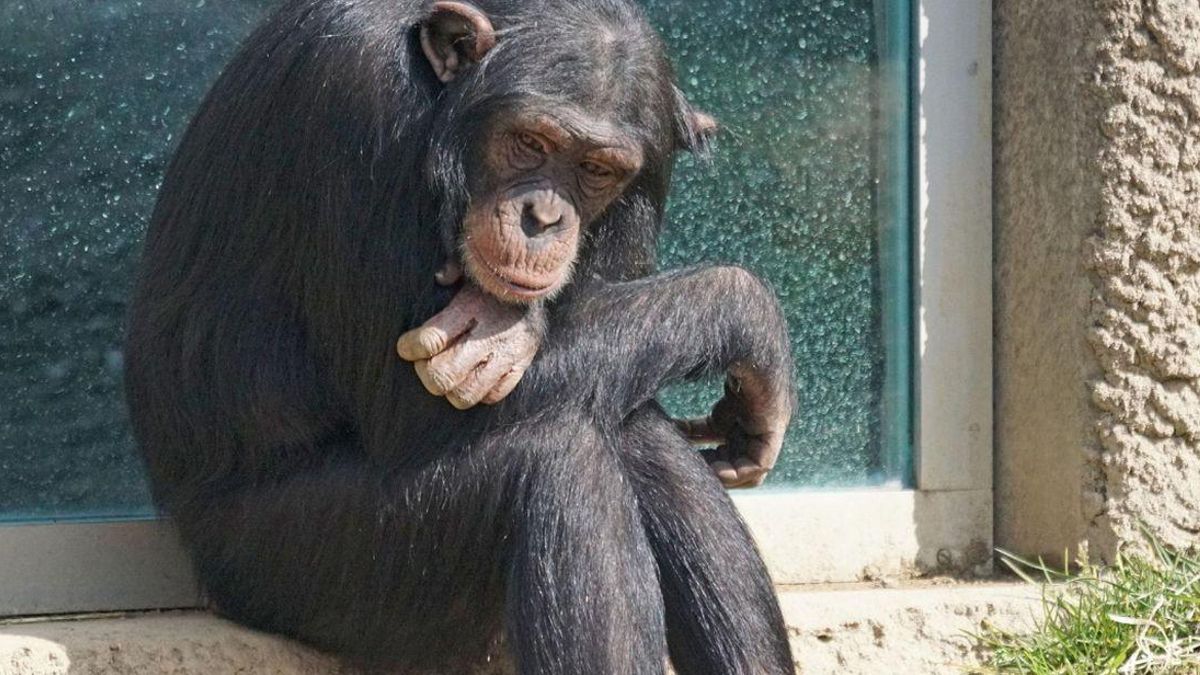 El chimpancé “Toti”, conocido por su mirada triste.