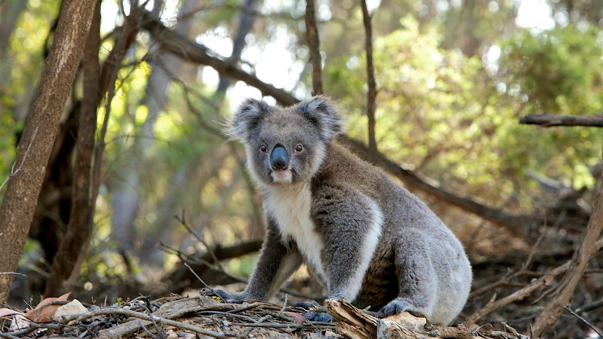 Los koalas sufren la presión conjunta de la pérdida de bosques, incendios y enfermedades