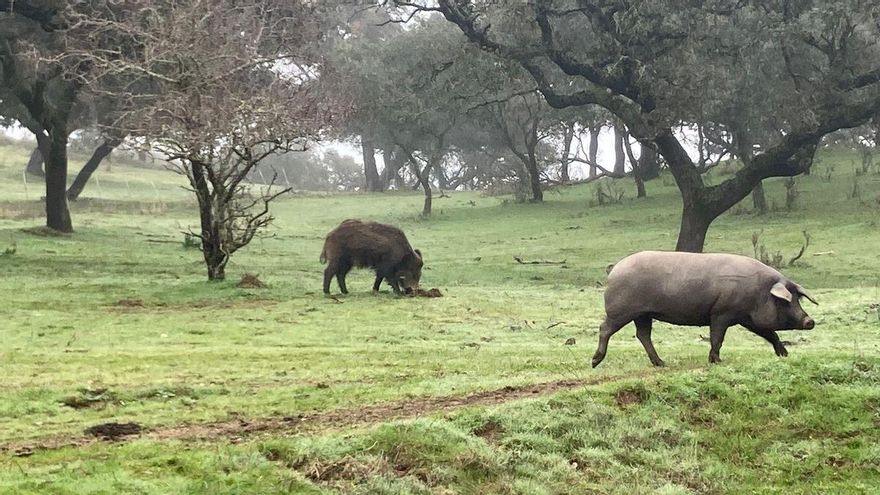 Asaja pide ampliar hasta el 15 de marzo las batidas de jabalí como control ante la peste porcina