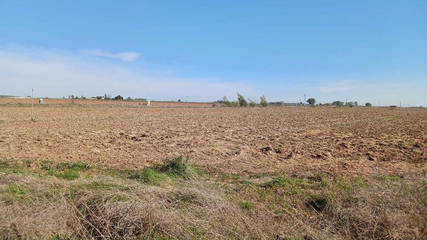 El estado del campo en estas fechas.