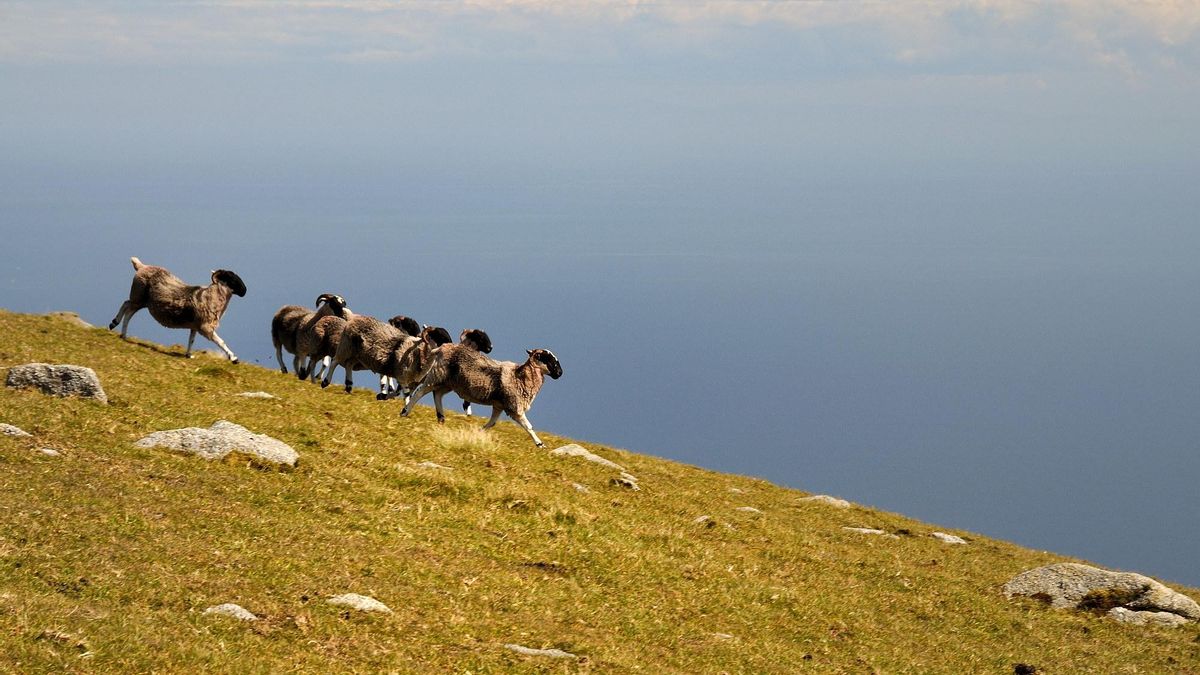 OIvejas en el entorno de Slieve Donard, el pico más alto del Mourne irlandés.
