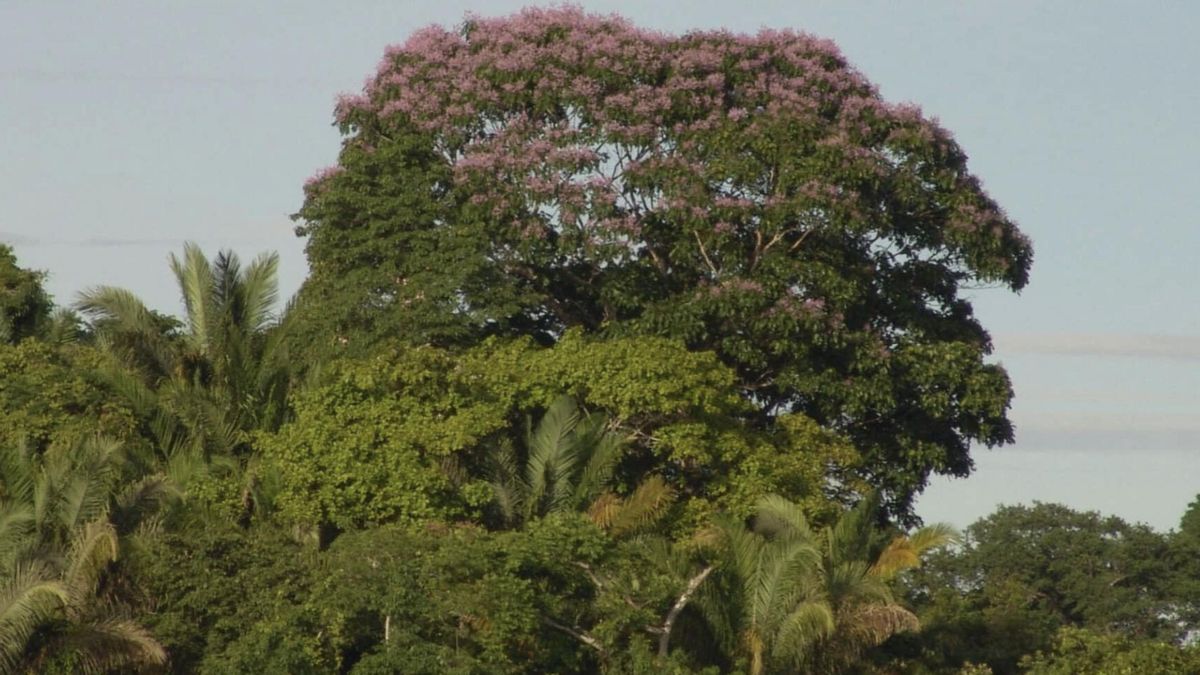 Los ejemplares de Dipteryx oleifera tienen muchas oportunidades de beneficiarse de las tormentas.