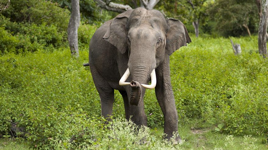 Una nueva cría de elefante asiático: así se está recuperando esta especie en peligro de extinción