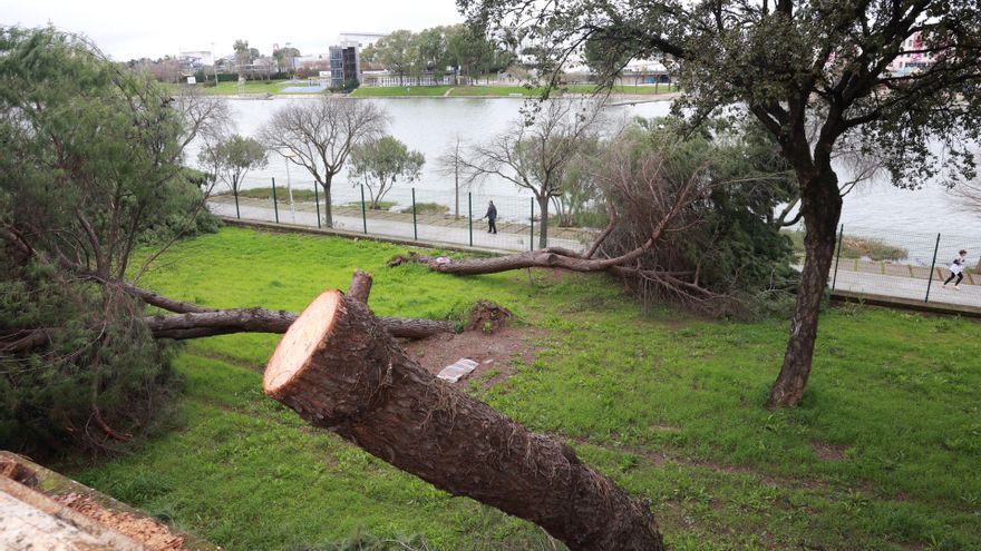 Restos de árboles caídos en el Paseo Juan Carlos I.