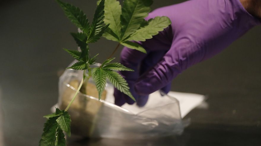 Vista de una planta de cannabis, en una fotografía de archivo. EFE/John G. Mabanglo