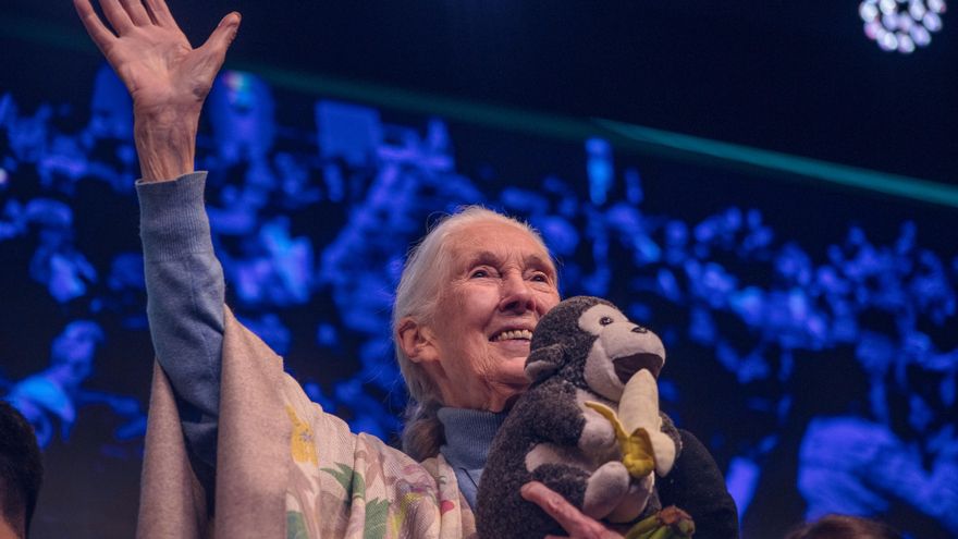 Jane Goodall, de visita en la Argentina a sus 90 años: “Mi misión ahora es ir por el mundo y dar esperanza a la gente”