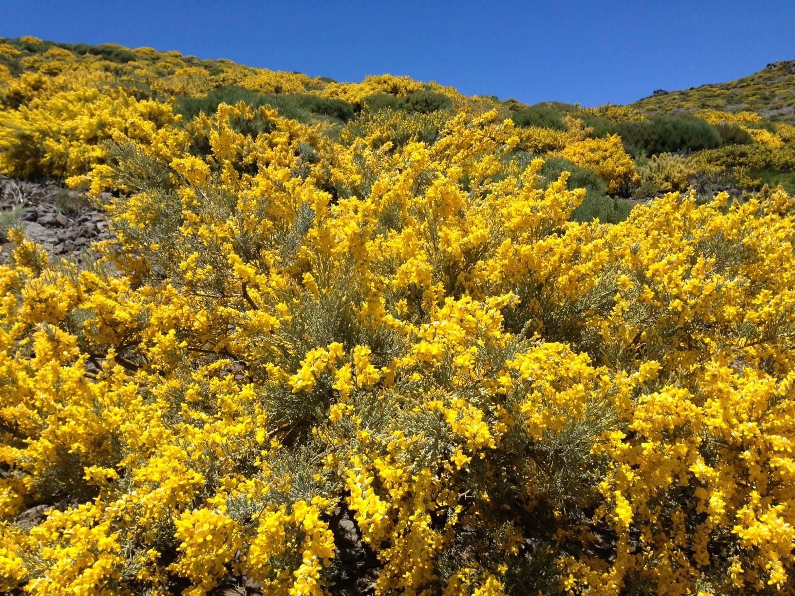 Panorámica de la parcela de La Mejorana con Genista benehoavensis (retamón) en flor. Foto: Parque Nacional.