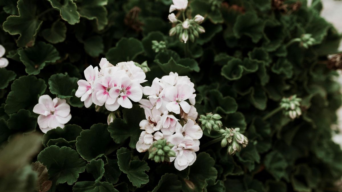La floración del geranio arranca en primavera, cuando brotan las primeras hojas, y continúa hasta finales de septiembre.