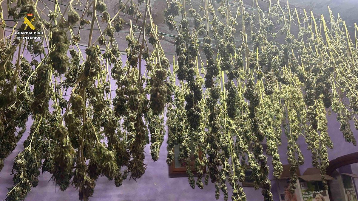 Secado de las plantas de marihuana