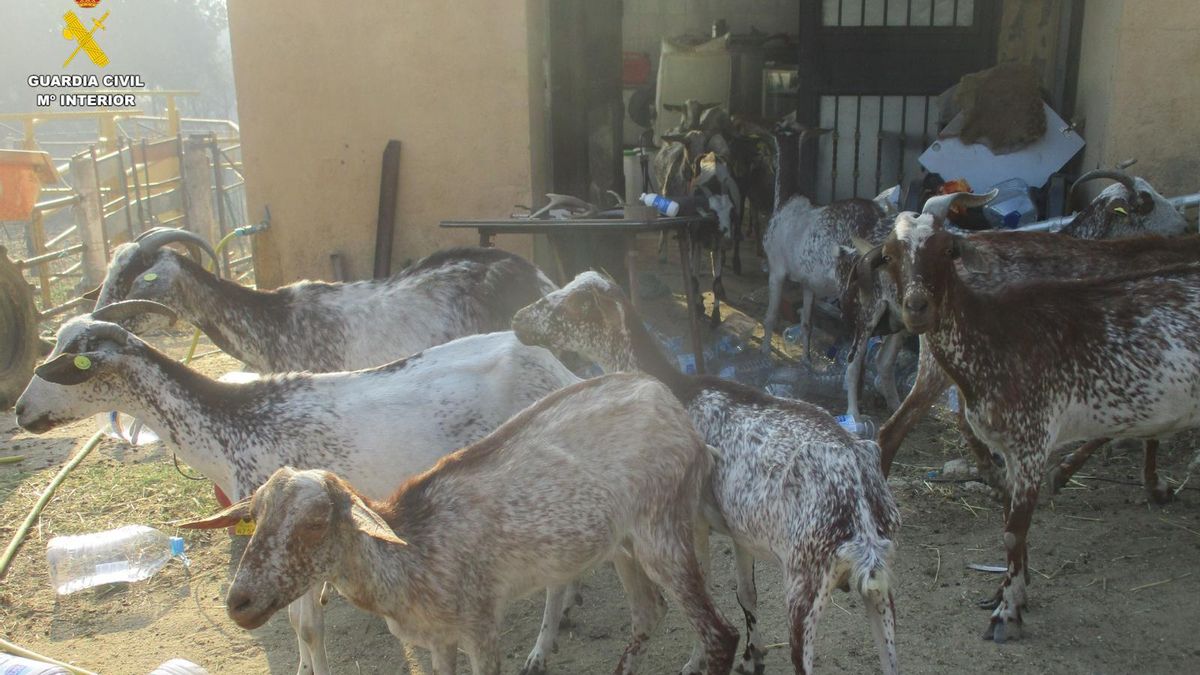 El incendio de Ávila destapa un caso de maltrato animal en El Tiemblo: cabras muertas y animales sin agua ni alimento