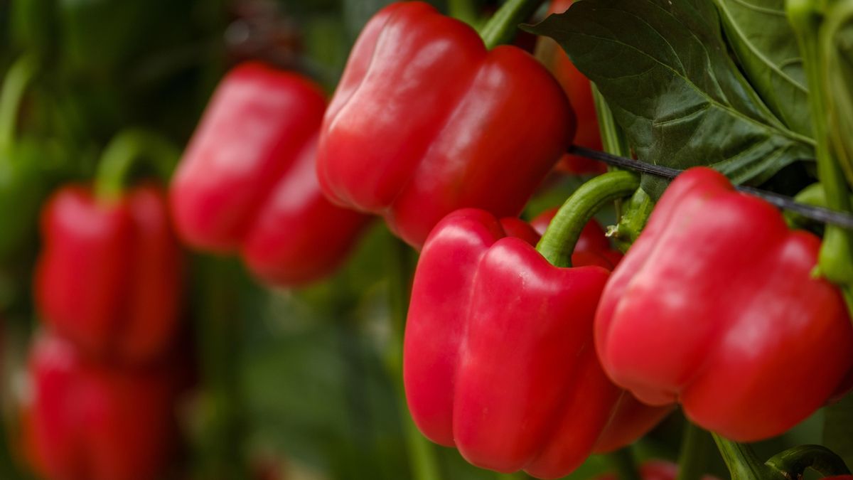 Estas son las variedades de pimientos más comunes en España y para qué sirven mejor