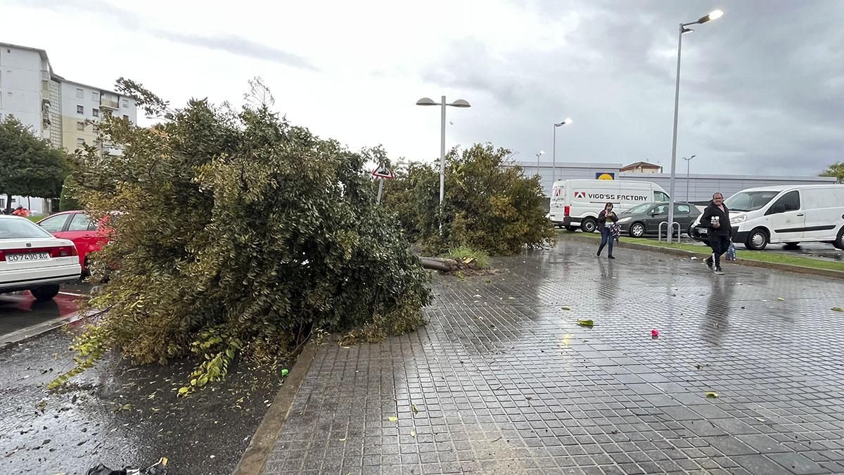 Árboles arrancados por el viento en la avenida Cádiz