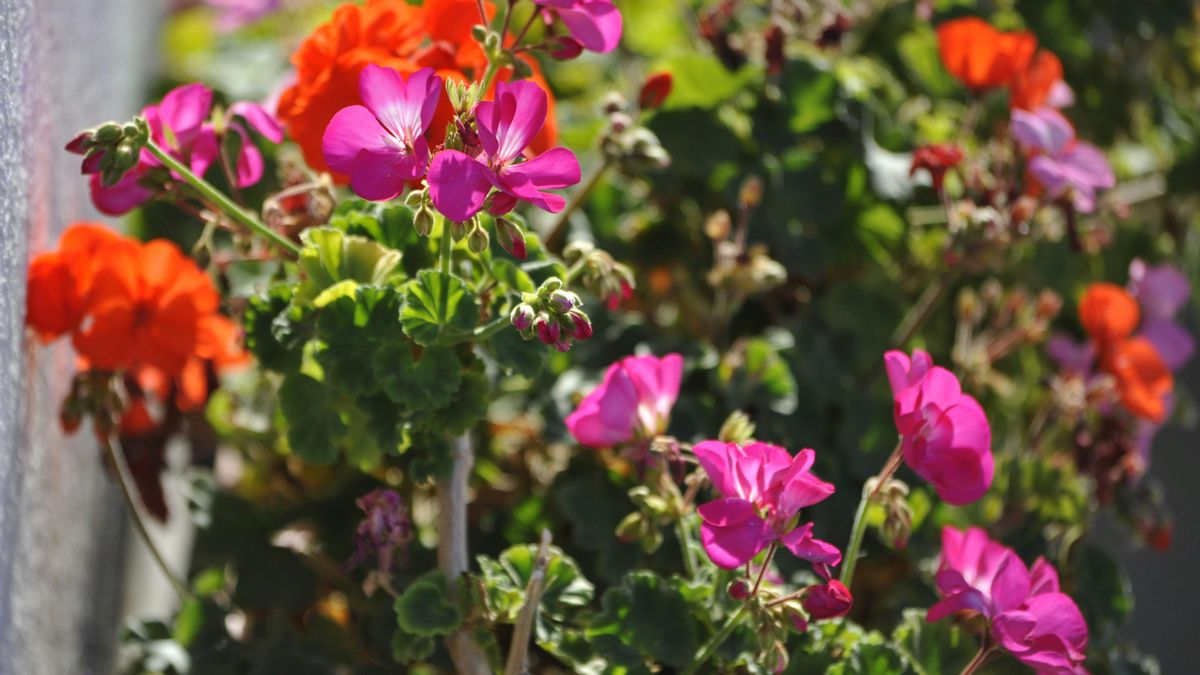 Haz podas ligeras a lo largo del verano, eliminando tallos que se alargan demasiado o zonas que se ven desordenadas.