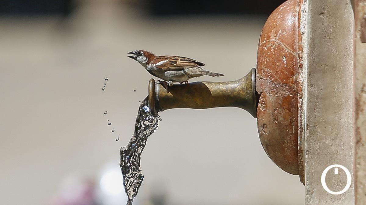 Un gorrión se refresca en una fuente