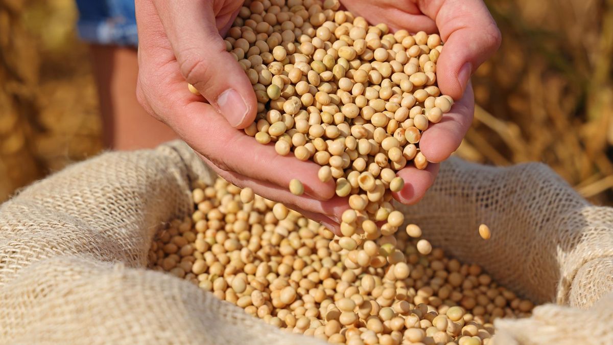 La soja, objeto de evasión.