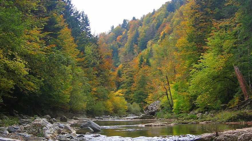 La Selva de Irati, en Navarra.