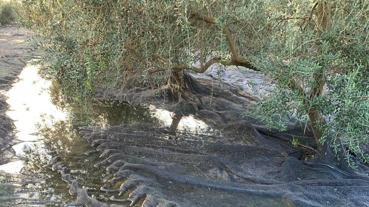 Olivar encharcado en la provincia de Córdoba.