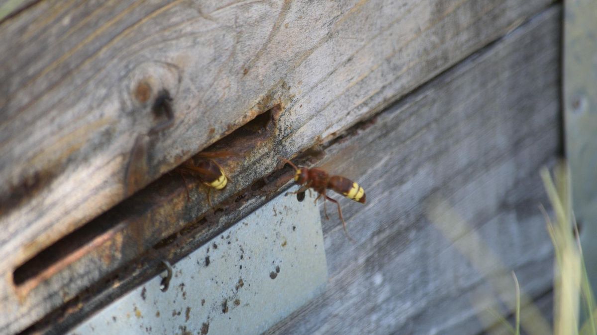 Apicultores buscan en Chipre soluciones para combatir al avispón oriental
