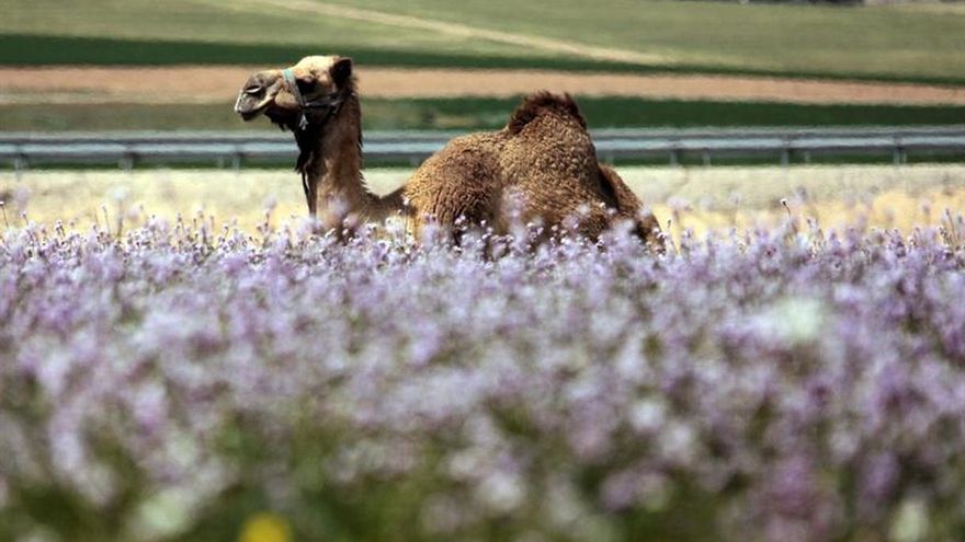Un viaje a la época preislámica en el ultraconservador reino saudí