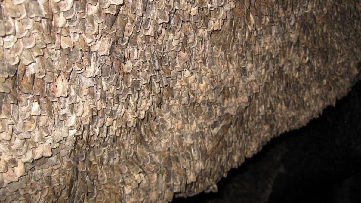 Cuando las constelaciones eran distorsionadas o dispuestas al azar, las polillas perdían completamente su sentido de la orientación