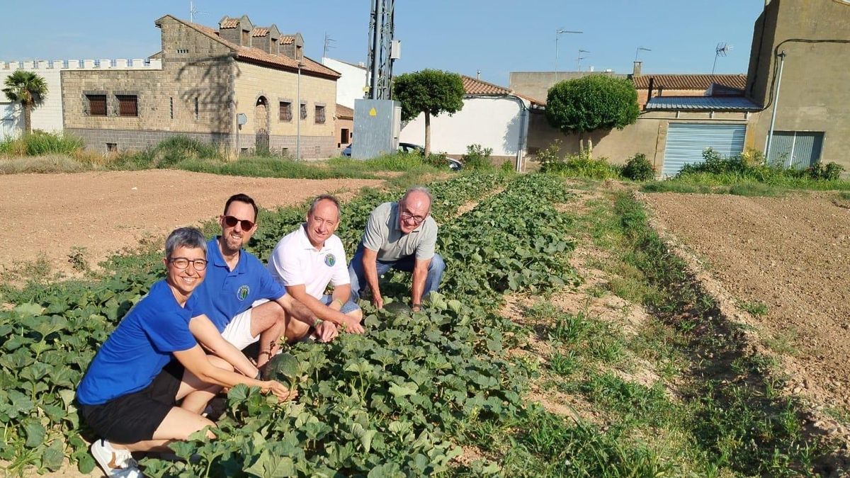 La recuperación del melón autóctono de Torres de Berrellén: un símbolo rural e identitario que trasciende lo agrícola
