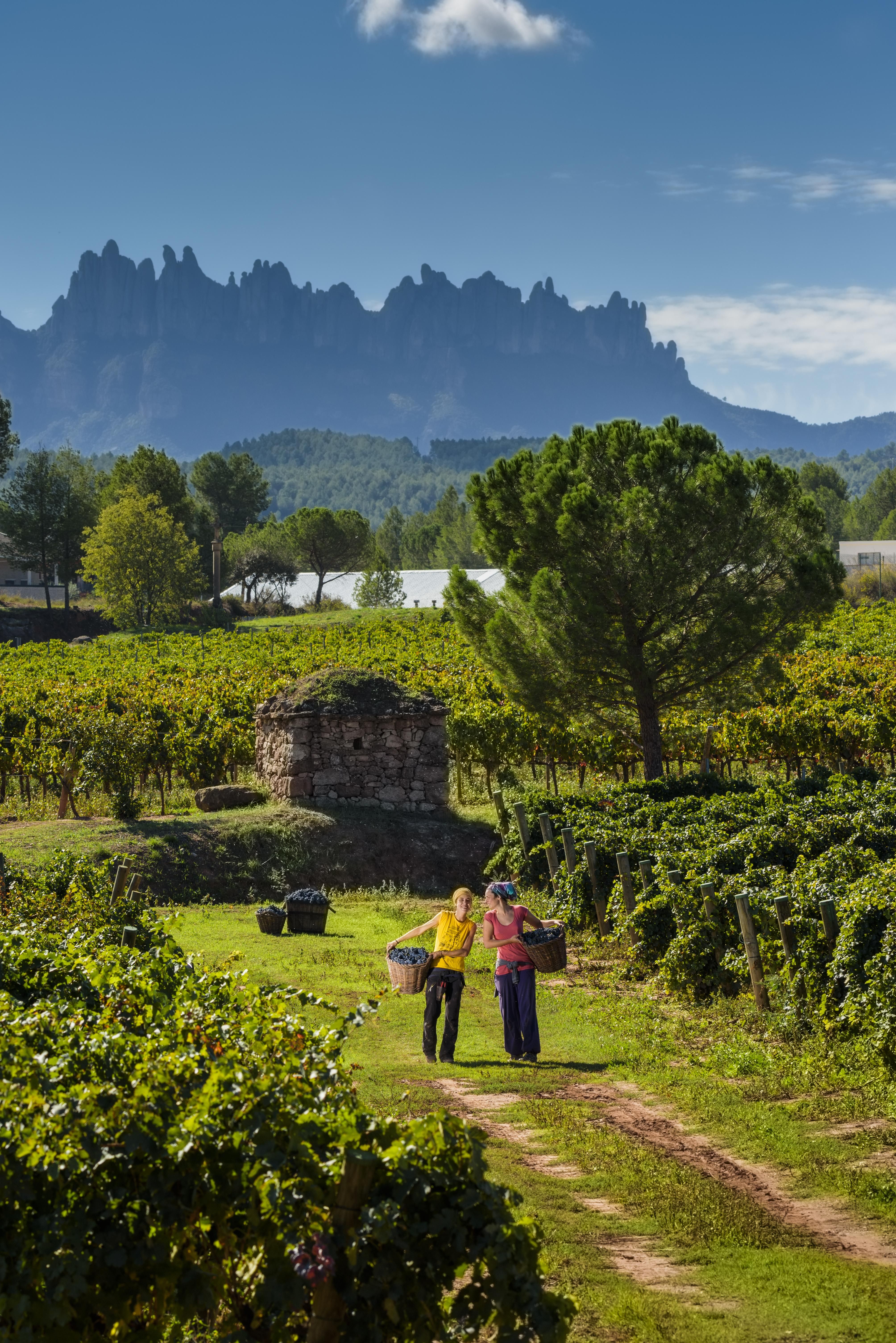 Festa de la Verema a la DO Pla de Bages
