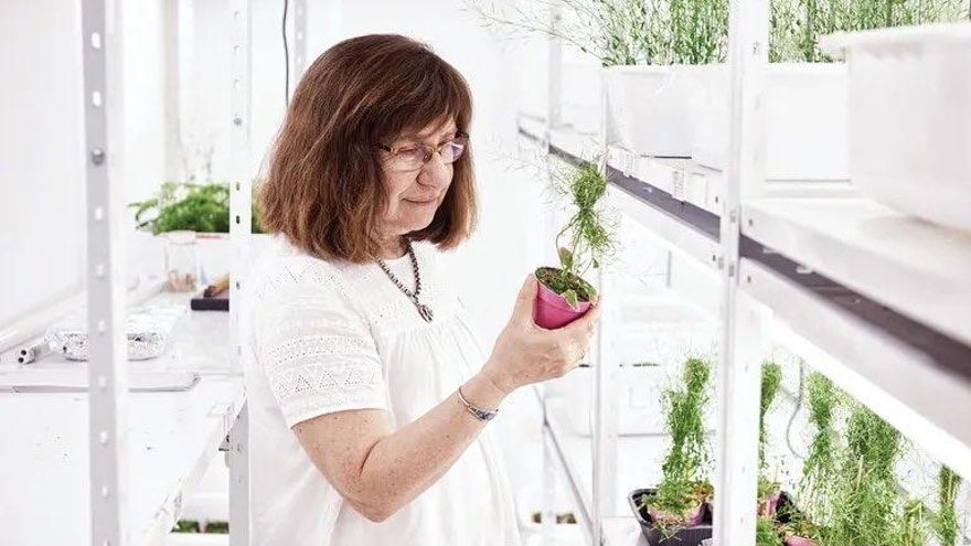 Premiaron a Raquel Chan, bioquímica argentina del CONICET, por su trabajo en cultivos resistentes a la sequía