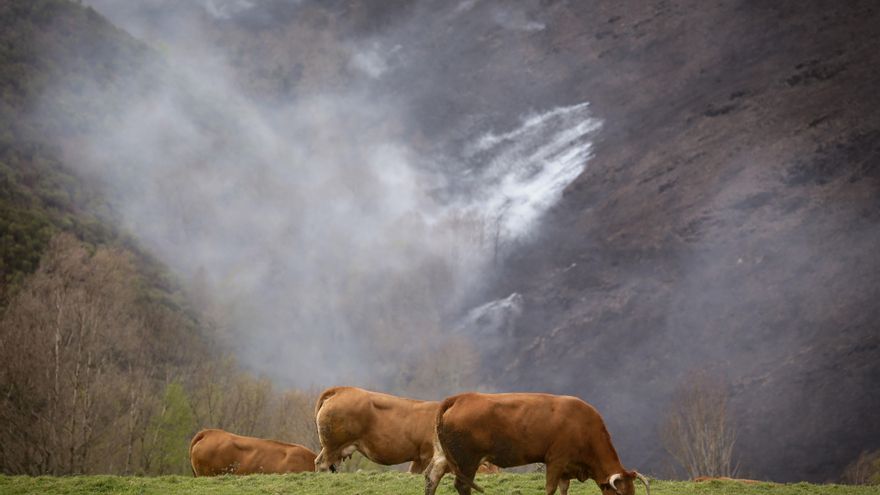 Más de 1.740 reses han fallecido en Cantabria por la enfermedad hemorrágica epizoótica