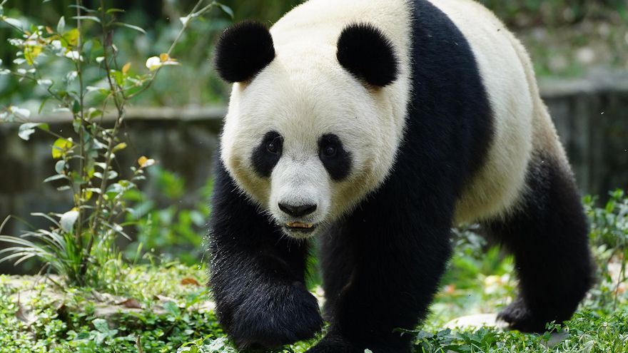 El Zoológico de Viena acoge a dos pandas gigantes de China para promover su conservación