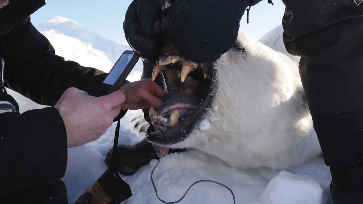 El seguimiento a más de 770 ejemplares aportó cifras sólidas sobre su estado físico