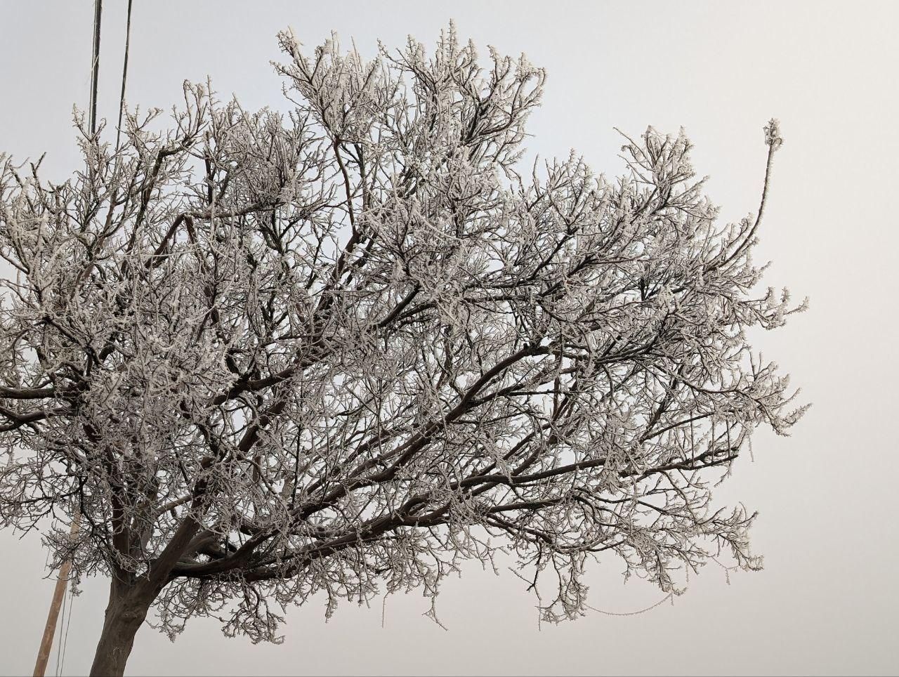 La cencellada pinta de blanco la comarca del Páramo leonés
