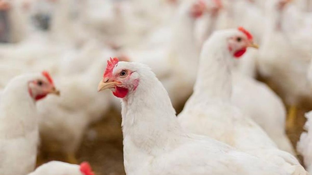 El virus Newcastle entra en Castilla-La Mancha: detectado en una explotación de pollos de Albacete