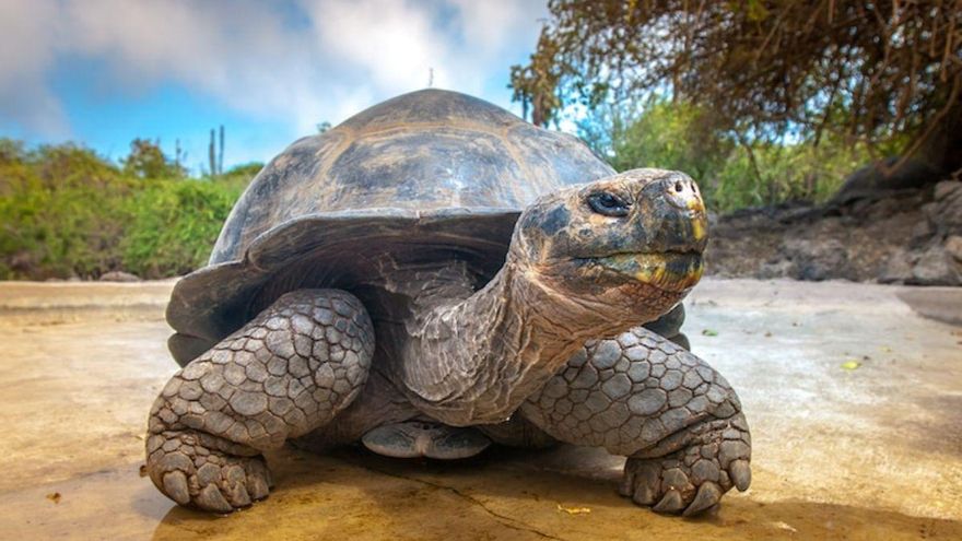 Día Mundial de la Tortuga: ¿por qué se celebra el 23 de mayo?