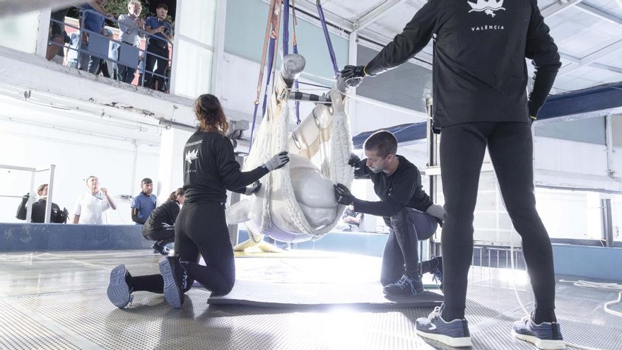 El Oceanogràfic de València rescata a dos belugas y cuatro delfines procedentes de un parque cerrado en Canadá que iban a ser sacrificados
