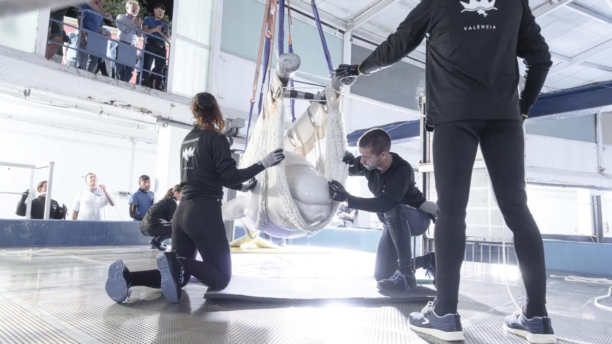 El Oceanogràfic de València rescata a dos belugas y cuatro delfines procedentes de un parque cerrado en Canadá que iban a ser sacrificados